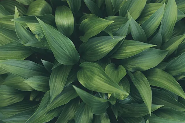 A closeup photo of some leaves